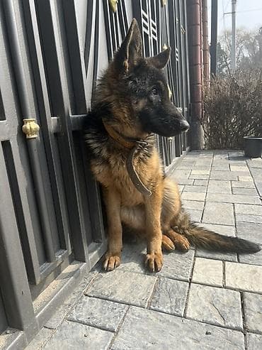 Услуги ветеринара: Собака даром: Немецкая овчарка, 1 год, Самка — 7
