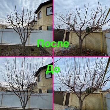 установка газового оборудования бишкек: ОБРЕЗКА САДОВЫХ ДЕРЕВЬЕВ ФОРМИРОВКА ПИЛИМ ДРОВА ВОЗМОЖНО ВЫЕЗД ПО — 6