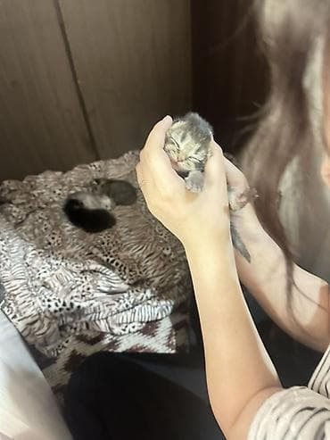 Продажа кошек: Скотиш Фолд (Шотландская вислоухая), 1 месяц, Девочка, Приучена к лотку — 4
