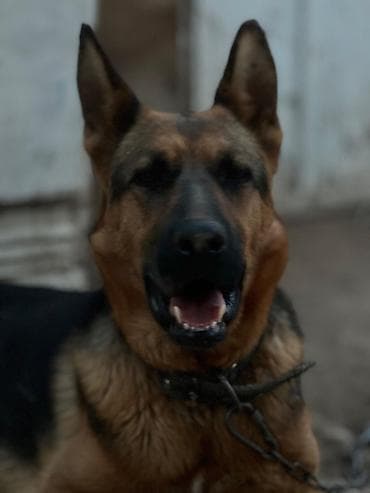 кант собаки: Вязка: Восточноевропейская овчарка, Самка, 3 года, С родословной — 4