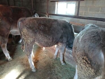 коровы высокоудойные: Продаю | Музоо, торпок | На откорм | Привязанные — 4