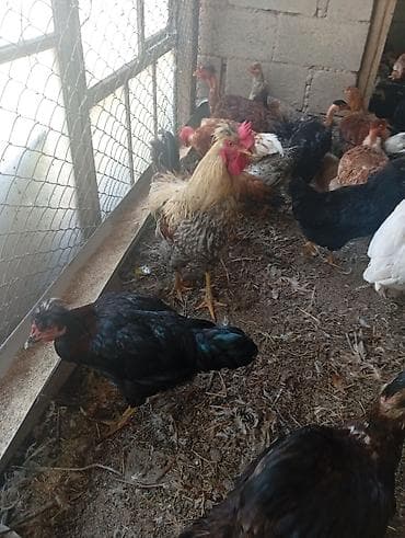 животные на продажу: Продаю домашних курей. цыплят молодняк 2-3 месячных. можно выбрать — 4