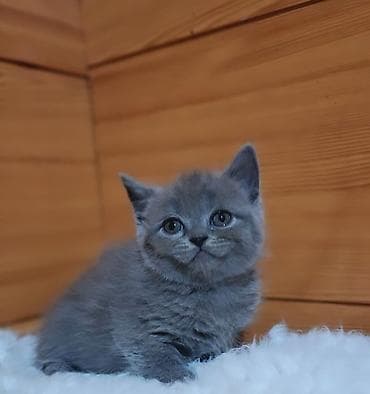 Үй жаныбарлары үчүн товарлар: Скотиш Страйт (Шотландиялык тик кулактуу), 2 айлык, Ургаачы, Көгүлтүр, Лотокко барууга үйрөтүлгөн, Курттардан тазаланган — 2