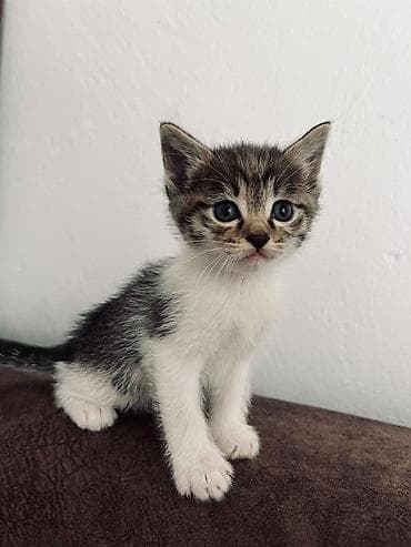 pitomnik temir: Котята, короткошёрстные, домашние. - Возраст примерно 1,5 месяца — 2