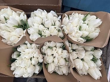 тюльпаны дешево: Тюльпаны к 14 февраля - Срезанные тюльпаны двух расцветок: белые и — 3