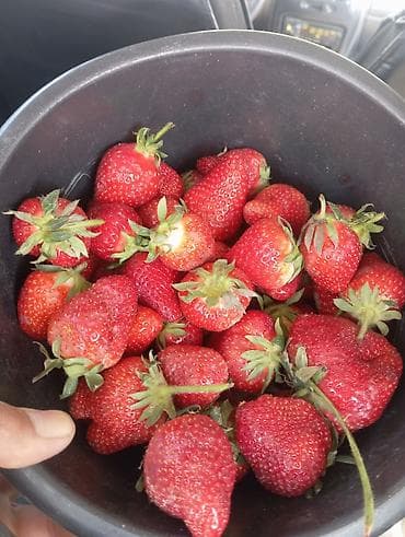 клубника сатам: Клубника — 1