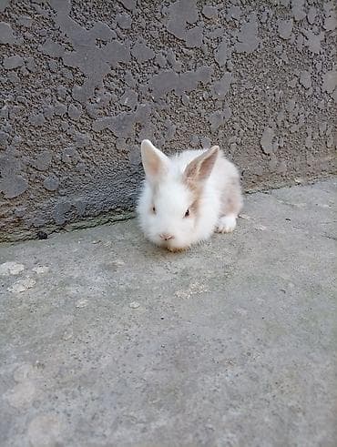 собака такса щенок: Карликовые декоративные кролики (пуховые «львиноголовые» типаж). - — 3