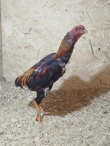 продам голубей: Дакан жожо короз сатылат алмашу жолдору бар жемге дакандарга алмашам — 3