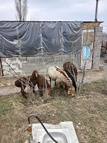 козулу: Продаю | Овца (самка) | Для разведения | Матка — 5