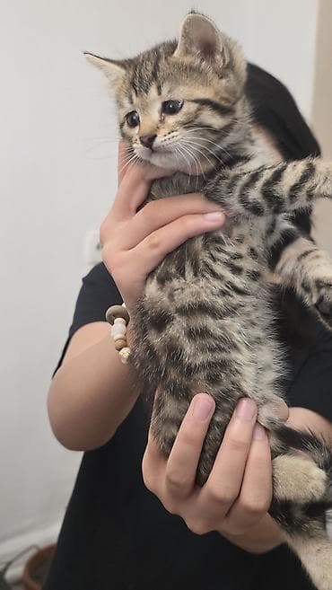 котятя: Продаются невероятно красивые, активные и ласковые котята! Малышам — 7