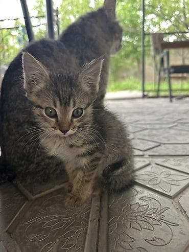 Продажа кошек: Котята, домашние, от кошки-курильский бобтейл. Описание: - Окрас — 3