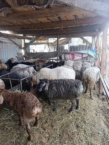 инкубатор норма: Продаю | Овца (самка) | Полукровка | Для разведения | Матка — 3