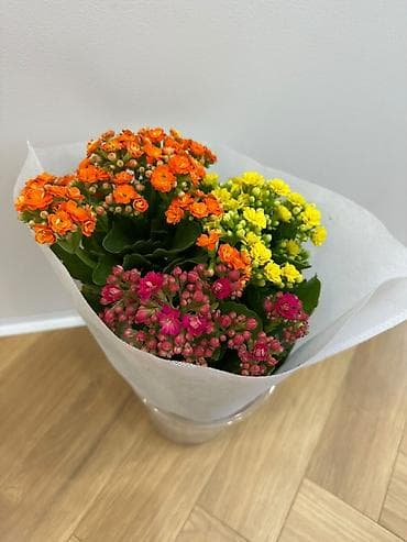 с уездом: Спатифиллум в напольном кашпо - Свежие, крупные кусты с плотной — 6