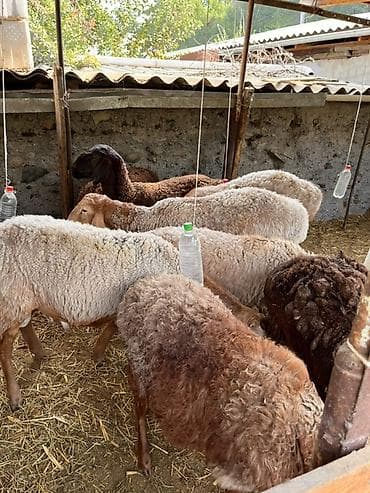 козу сатылат бишкек: Сатам | Ургаачы кой (ургаачы), Кочкор (эркек) — 3