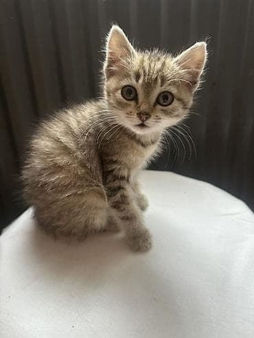 подвеска кошка: Кошка даром: Беспородная, 2 месяца, Девочка, Приучена к лотку — 7