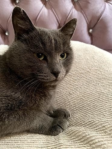 Аквариумдар: Британ кыска жүндүү, 1 жаш, Эркек, Боз, Лотокко барууга үйрөтүлгөн — 3