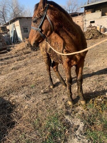 корм для домашних животных: Продаю | Жеребенок | Рабочий — 3