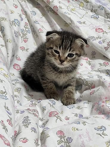 Продажа кошек: Скотиш Фолд (Шотландская вислоухая), 1 месяц, Мальчик, Метис, Приучена к лотку — 2