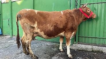 Үй жаныбарлары үчүн товарлар: Сатам | Уй (ургаачы) | Симментал | Сүт алуу үчүн — 7