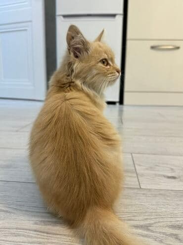 купить домик для кошки недорого: Срочно! Котенок ищет любящий дом! Бишкек. Пушистая кошечка — 2