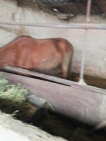 Үй жаныбарлары үчүн товарлар: Сатам | Тай | Жумушка — 4