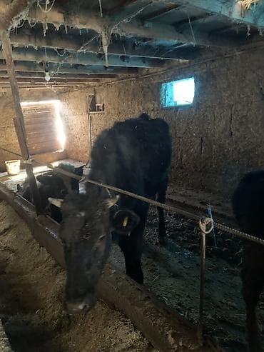 корова голштинской: Продаю | Тёлка | На откорм | Привязанные — 2