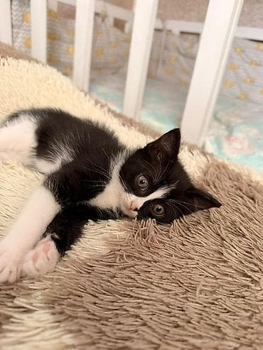 чёрные кошки: Кошка даром: Беспородная, 2 месяца, Девочка — 2