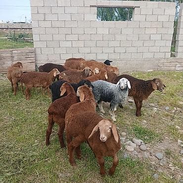 Животные: Продаю | Ягненок | Для разведения — 1