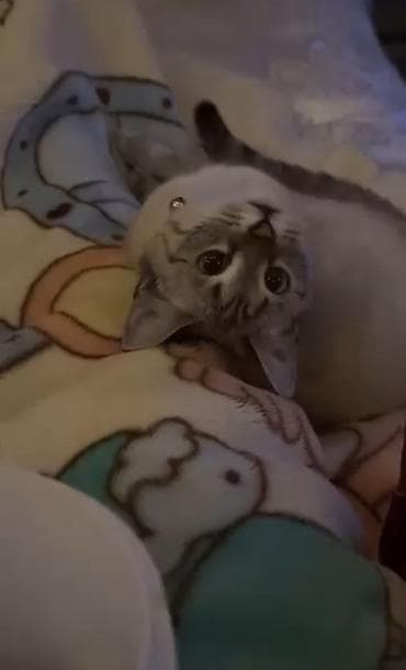 Кошка даром: Беспородная, 1 год, Девочка, С прививками, Приучена к лотку, Проглистована