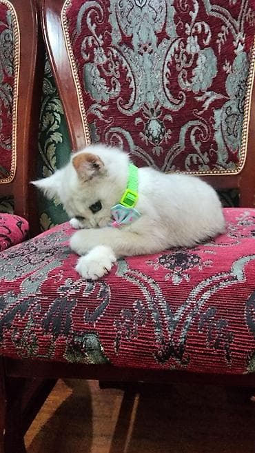котята шиншила: Скотиш Страйт (Шотландская прямоухая), 3 месяца, Мальчик, Серебристая шиншилла, Приучена к лотку — 2