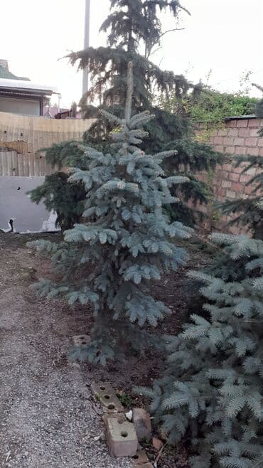 фикус али: Көчөттөр дарактардын: Карагайлар, Өзү алып кетүү — 7