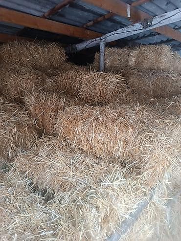 бишкек жугору: Солома сено — 1