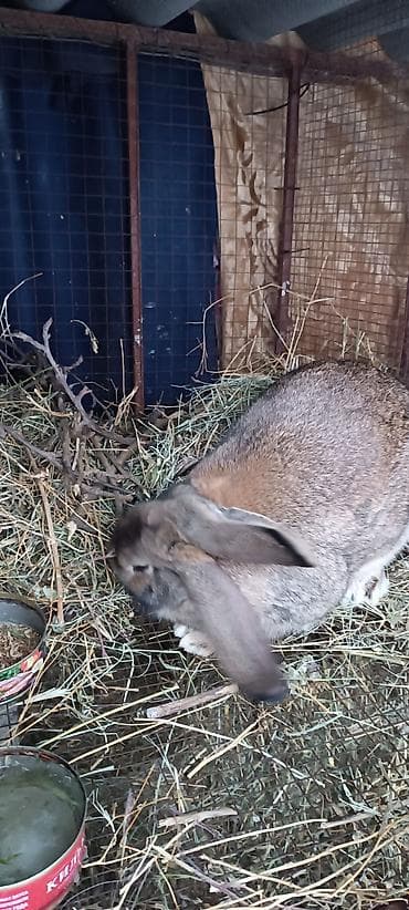 Зоотовары: Продаю | Кролик самец | Для разведения — 4