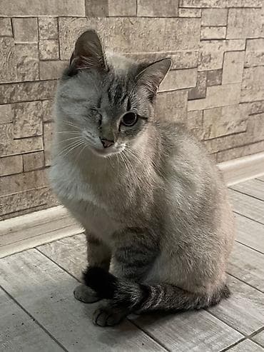 Котик остался без хозяйки, в основном находится на улице! В прошлом он lalafo.kg да Котик остался без хозяйки, в основном находится на улице! В прошлом он