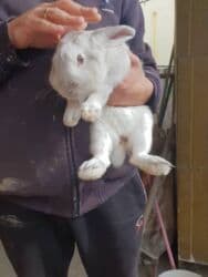 зоомагазин бишкек рядом: Продам кролика — 3