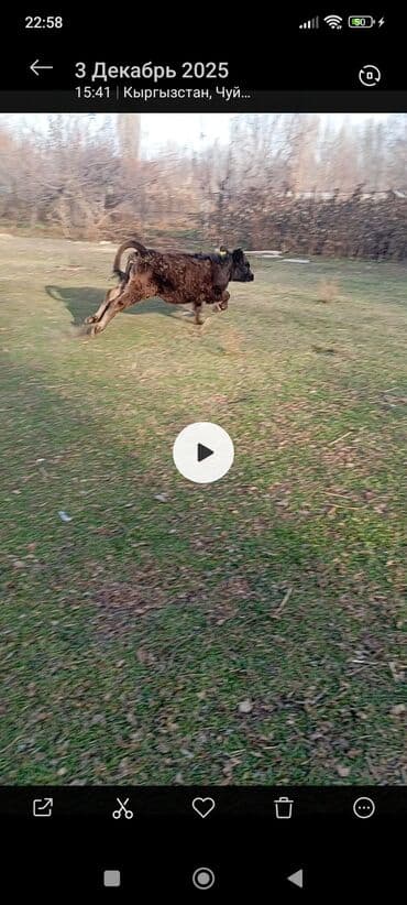 продаю дойная корова: Продаю | Корова (самка), Тёлка, Музоо, торпок | Швицкая, Абердин-ангус | На откорм, Для разведения, Для молока | Племенные — 1