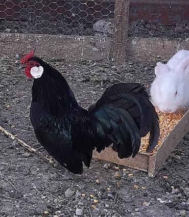 дакан цыплят: Продам красивую породу кур бентамка. Яйценоскость высокая. За сезон — 2