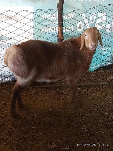 сементал быки: Продаю | Баран (самец) | Арашан | Для разведения | Осеменитель — 3