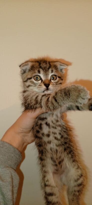 кошка домик: Срочно пожалуйста заберите котят одна веслоухая активные дружные — 5