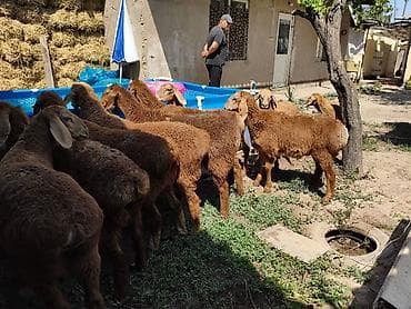 Продаю | Овца (самка) | Арашан | Для разведения | Ярка at lalafo.kg Продаю | Овца (самка) | Арашан | Для разведения | Ярка