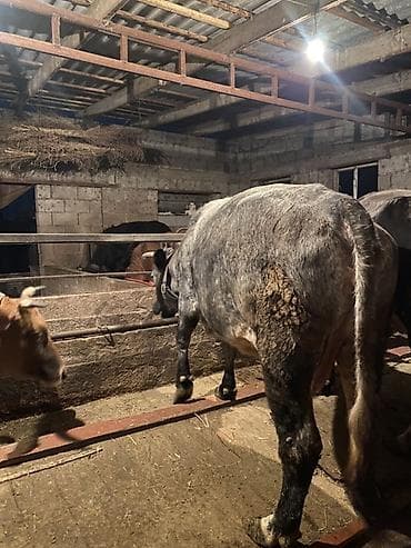 А/ч жаныбарлары үчүн тоюттар: Сатам | Уй (ургаачы) | Бельгия | Союуга, Көбөйтүү үчүн | Байланган — 2