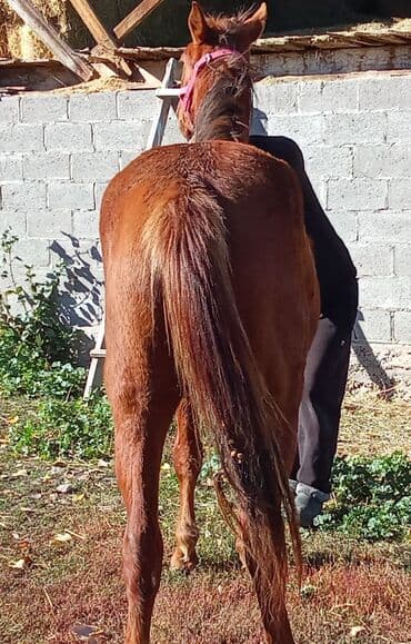 декоративные кролик: Продаю | Кобыла (самка) | Рабочий — 3