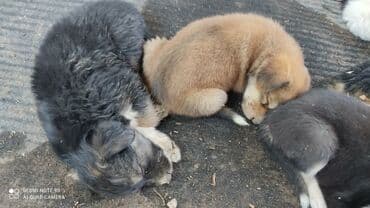 сколько стоит щенок овчарки: Здравствуйте. К нам во двор подкинули месячных пятерых дворняжек — 2