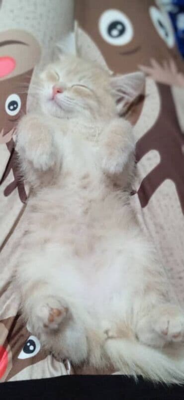 продажа кормов для сельскохозяйственных животных: Беспородная, 2 месяца, Девочка, Приучена к лотку — 1