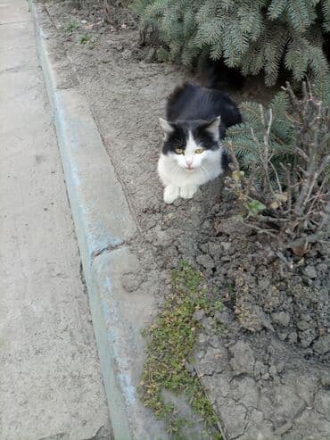 француский бульдог: Беспородная, 6 месяцев, Девочка, Биколор, Приучена к лотку — 8