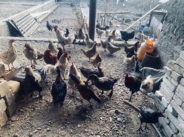 аквариум корпус: Куры петушки молодые есть годовалые Продам срочно токмак пишите — 2