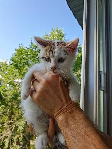 котята кант: Котята - Возраст: примерно 1,5–2 месяца - Окрас: один бело-пятнистый — 2