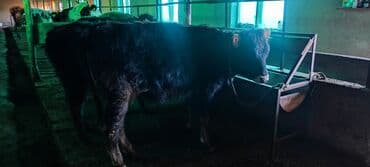 Кошки: Продаю | Корова (самка) | Для молока | Привязанные — 8