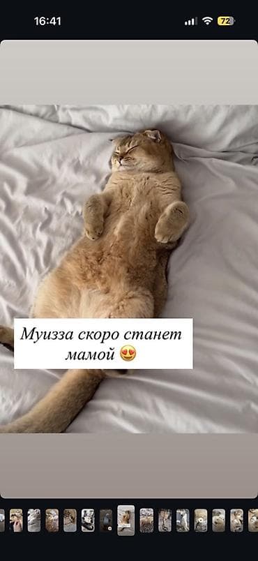 кошки шатланские: Шотландские котята - Окрас: кремовый с серебристым напылением — 7