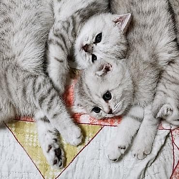кот кошка: Породистые котята серебристого окраса (шиншилла/серебро). Короткая — 4